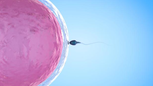 sperm with ovum