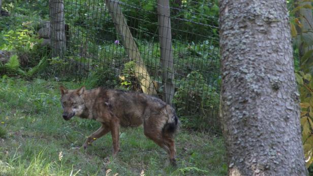 Der entlaufene Wolf ist nun wieder bei seinem Rudel im Tierpark Mautern.