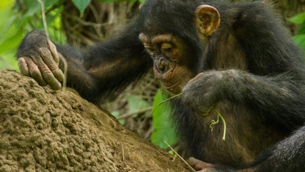 Forscher entdeckten an Lepra erkrankte Schimpansen im Dschungel
