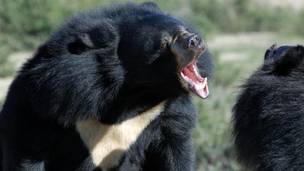 Befreundete Schimpansen kämpfen gemeinsam gegen Rivalen