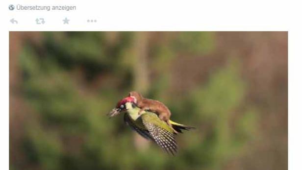 Ein Wiesel reitet auf dem Rücken eines fliegenden Grünspechts.