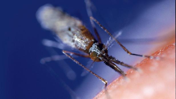 Die Anopheles-Mücke infizierte 2013 etwa 120 Millionen Menschen mit Malaria, knapp 600.000 davon starben. Forscher warnen nun vor einem mutierten Erreger, gegen den die gängige Medikation versagt.