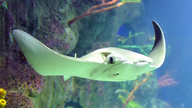 Forscher diagnostizieren: Rochen und Haie verschwinden immer mehr
