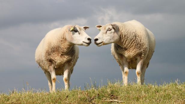 Unbekannter tötet zwei Schafe in Wiener Streichelzoo