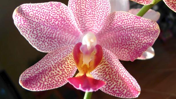 Orchideen zählen zu den Samenpflanzen.