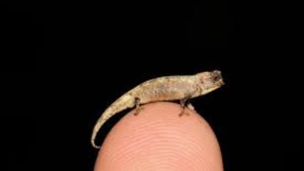 Brookesia nana wurde bei einer Expetition auf Madagaskar entdeckt.