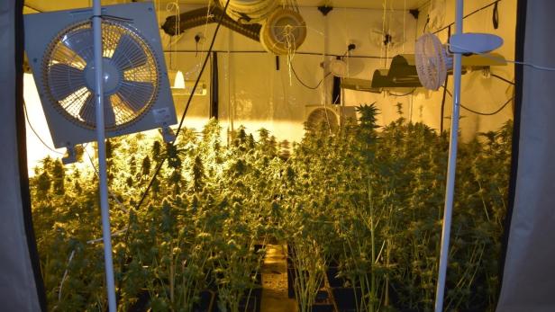 Bürogebäude zu Cannabisplantage umfunktioniert