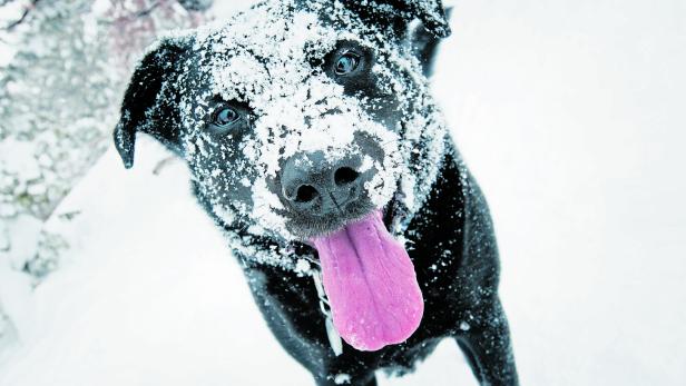 Empfindliche Hunde sollten keinen Schnee fressen.