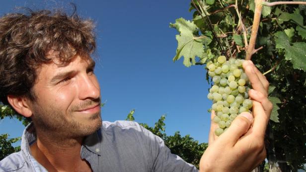 Christoph Edelbauer, Biowinzer aus Langenlois, ist mit der Qualität der gesunden Trauben sehr zufrieden
