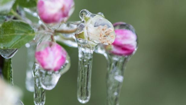 Eispanzer gegen Frostschäden bei Blüten