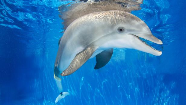 Schräge Berufe: Vom "Sky Guru" bis zum Prothesenentwickler für Delphine