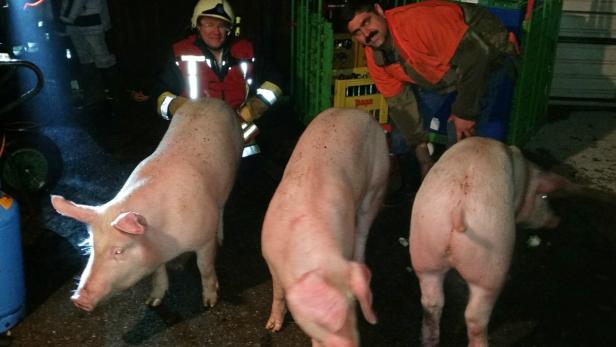 Die drei Schweine fanden Unterschlupf in einem gemauerten Teil des Stalls. Sie konnten gerettet werden