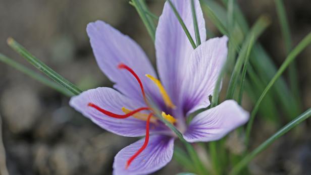 Nahaufnahme einer lilafarbenen Krokusblüte mit roten und gelben Staubfäden.