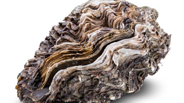Warum die Europäische Auster aus der Nordsee verschwand