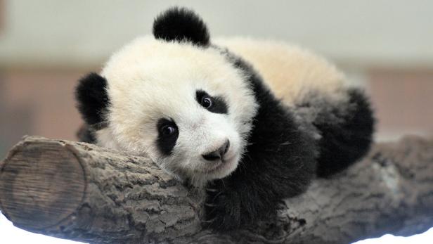 Ein Panda-Baby liegt auf einem Baumstamm.