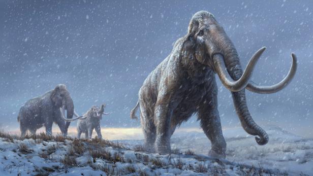 Über 800.000 Jahre alte DNA-Spuren in Mammut-Zähnen gefunden