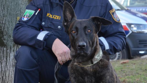 Polizeihund "Geronimo" ortete Abgängige in Bruck/Leitha