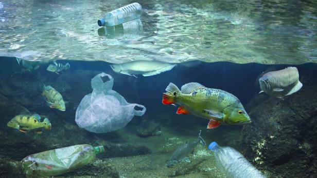 Leben im Müll: Neue Artenvielfalt im Plastikabfall der Tiefsee