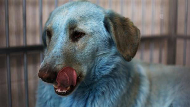 Blaue Hunde geben russischer Stadt Rätsel auf