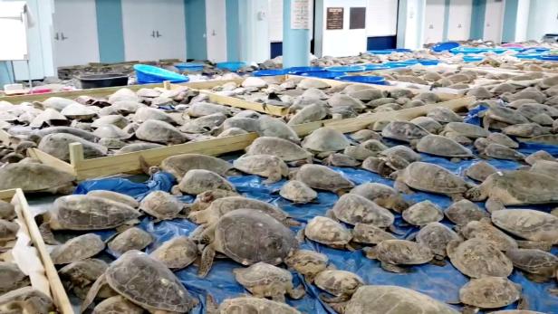 Tausende gerettete Schildkröten wärmen sich nach Wintersturm auf
