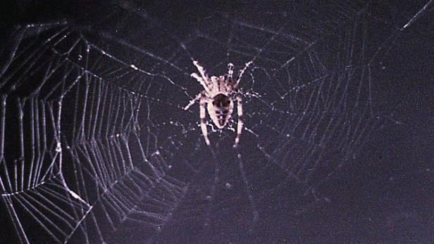 Erstes Spinnennetz, das von einer Spinne von der Erde im All gesponnen wurden ist