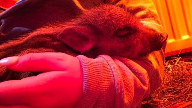 NÖ: Baby-Wildschwein Albert in Garten entdeckt