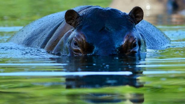 Hippos: In Kolumbien sind sie nicht heimisch