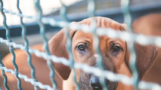 Nach dem Hundeboom: Das Schicksal der Pandemiehunde 