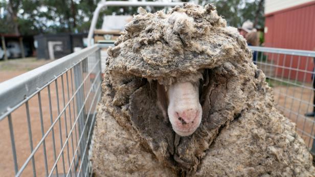 35 Kilo Wolle sind weg: Schaf Baarack jetzt ohne Star-Status