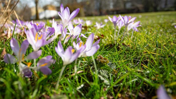 Frühlingserwachen in St. Pölten: 60.000 Sommerblumen für die Hauptstadt