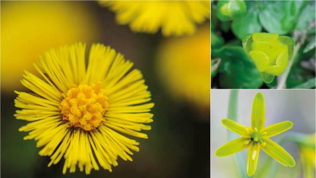 Leuchtendes Gelb - wilde Frühlingsblumen Teil 4