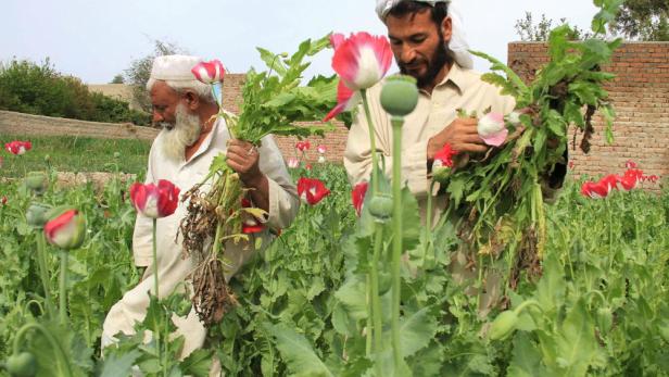 Für die Bauern ist der Anbau von Schlafmohn meist eine Frage des Überlebens - für die Regierung in Kabul ist er ein massives Sicherheitsproblem