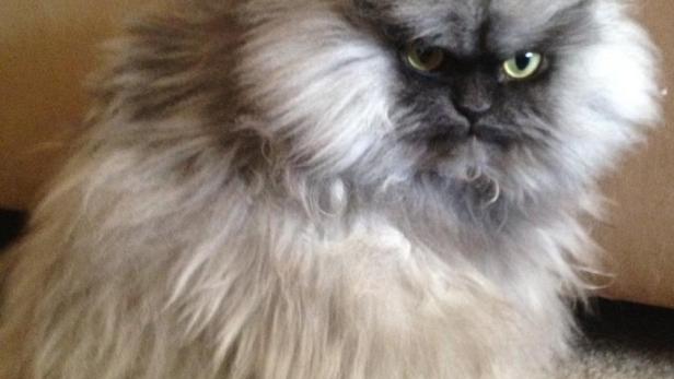 Colonel Meow war die flauschigste Katze im Internet.