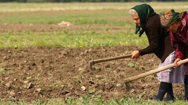 Die Zahl der Kleinbauern in Rumänien sinkt. Seit 2008 ist die Geschwindigkeit, mit der Großbetriebe kleine und mittlere Strukturen ersetzen, massiv gestiegen.