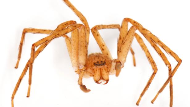 Nach Greta Thunberg benannte Spinne: 25 neue Arten beschrieben