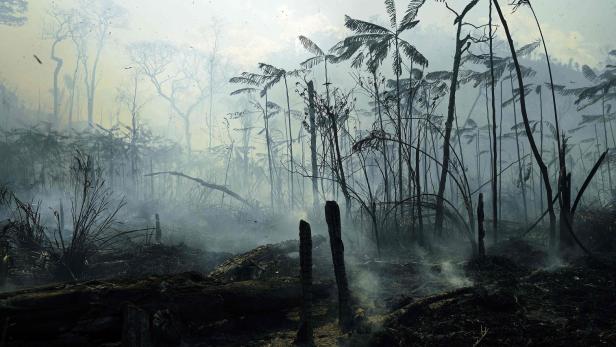 Zwei Drittel des Regenwaldes bereits zerstört oder ausgedünnt