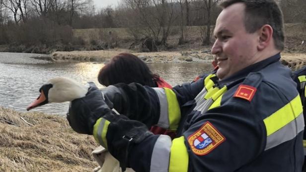 Ratzersdorfer Feuerwehr ging für Schwan in Traisen baden
