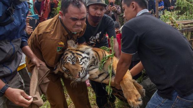 Der Sumatra-Tiger wurde wieder freigelassen