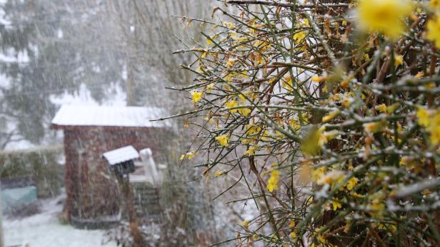 Der Winter gibt nicht auf: Schnee in weiten Teilen Österreichs