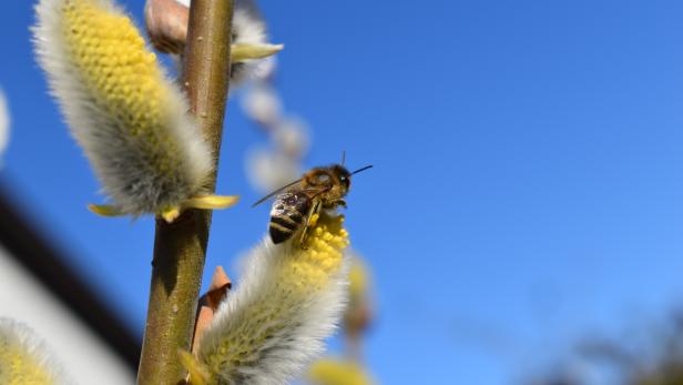 Wieder mehr Bienen unterwegs: Was man im Frühling für die Tiere tun kann
