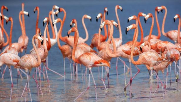 Oft stehen sie zu Tausenden im Wasser, und dann auch noch viele bevorzugt auf einem Bein. Warum Flamingos das tun, war lange Zeit ein Rätsel.