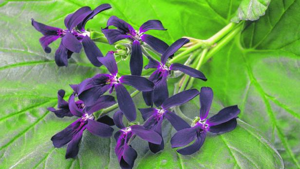 Pelargonium sidoides