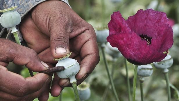 Mohnfeld in Mexiko für die Herstellung von Opium.