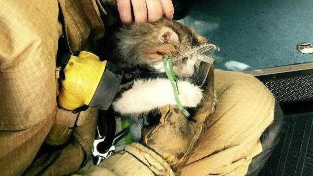 Die Katze wurde vom Roten Kreuz mit Sauerstoff aus einer Beatmungsmaske versorgt.