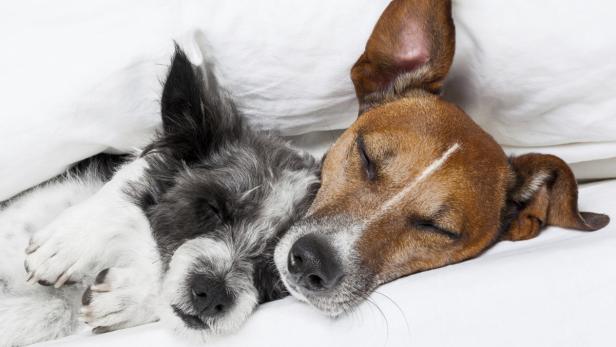 Kuschelzone Bett: Heimtiere genießen das weiche, warme Lager.