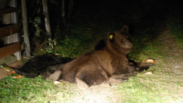 braunbär m13 in tirol eingetroffen