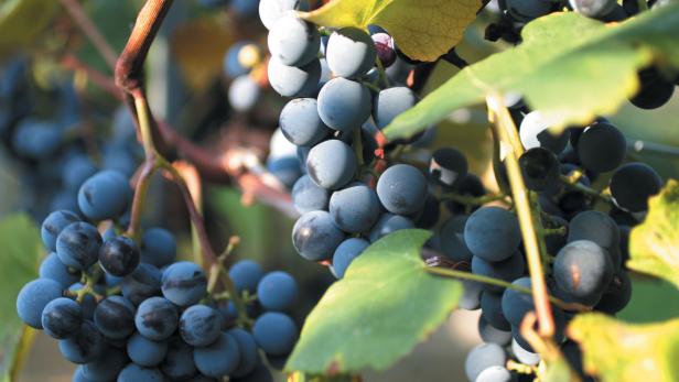 Nahaufnahme von blauen Trauben an einem Weinstock.