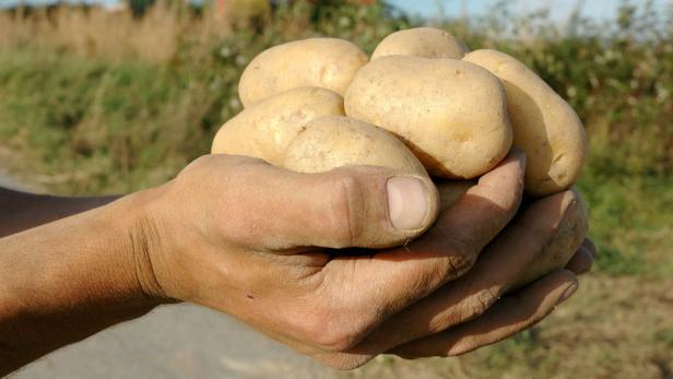 Gmünder Agrana-Werk: 15 Prozent der Stärkekartoffeln stammen aus Tschechien.