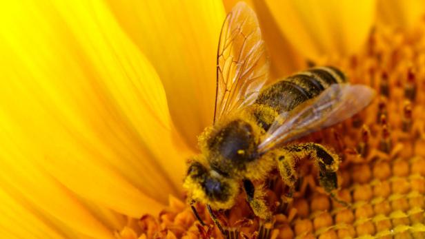 Verbotene Stoffe in Bienen entdeckt