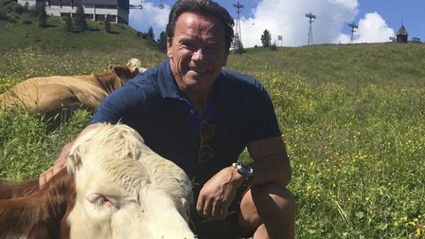 Arnie macht Sommerurlaub in Österreich